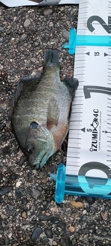 ブルーギルの釣果