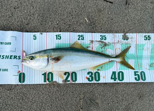 フクラギの釣果