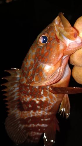 アコウの釣果