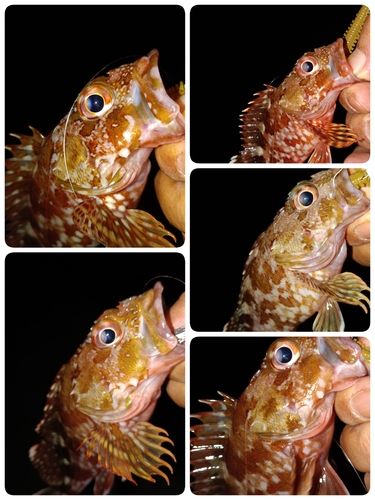 ガシラの釣果