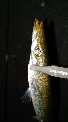 カマスの釣果