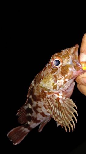 カマスの釣果