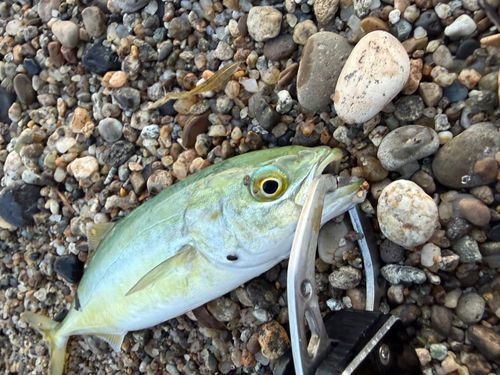 ワカシの釣果