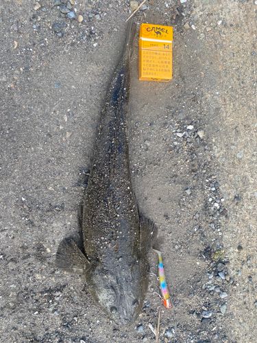 マゴチの釣果