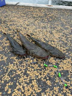 マゴチの釣果