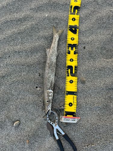 カマスの釣果