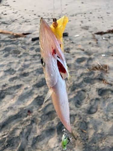 カマスの釣果