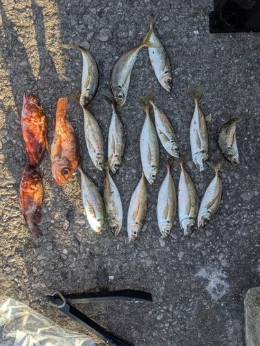 アジの釣果