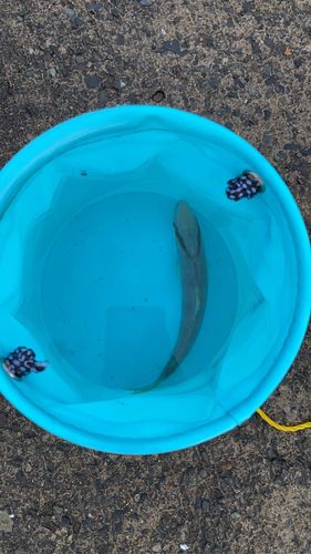 カンパチの釣果