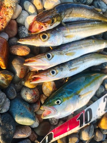 カマスの釣果