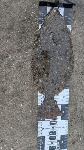 ヒラメの釣果