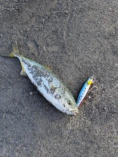 ワカシの釣果