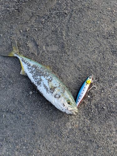 ワカシの釣果