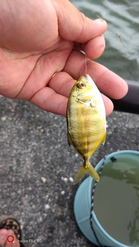 メッキの釣果