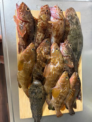 オニオコゼの釣果