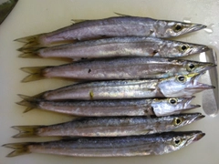 サメの釣果