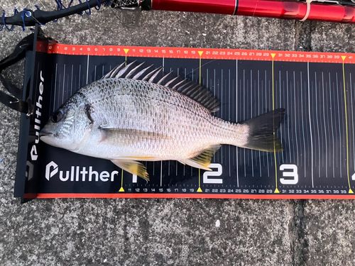 キビレの釣果