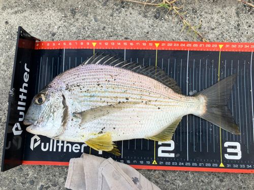 ヘダイの釣果