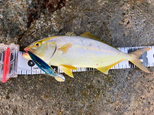 ショゴの釣果
