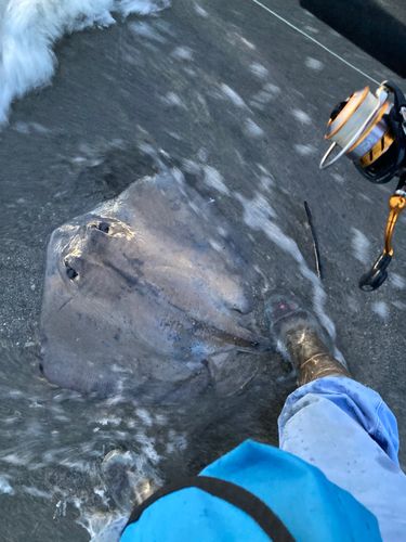 エイの釣果