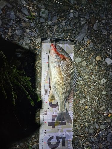 キビレの釣果