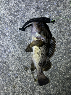 クロソイの釣果