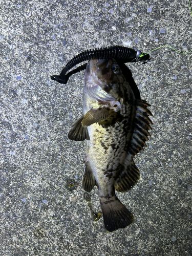 クロソイの釣果