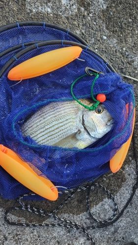 釣果