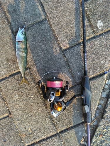 サバの釣果