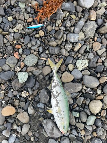 ワカシの釣果