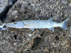 オニカマスの釣果
