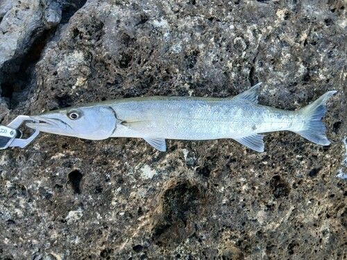 オニカマスの釣果