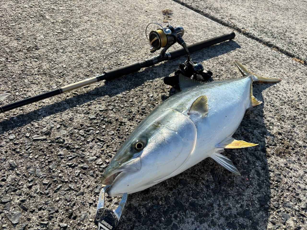 DAIWA 23ソルティガ 6000-Hの最安値・インプレ・釣果 | 本音の口コミが