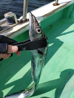 タチウオの釣果