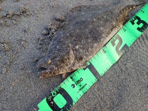 タチウオの釣果