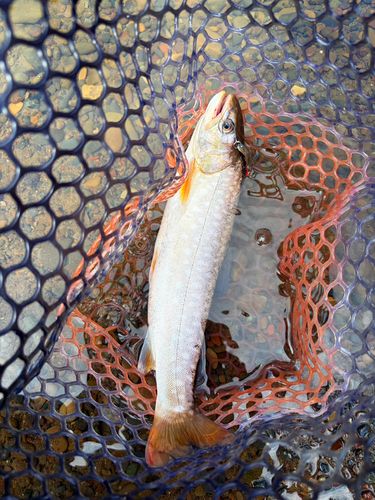 アメマスの釣果