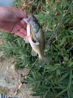 ブラックバスの釣果