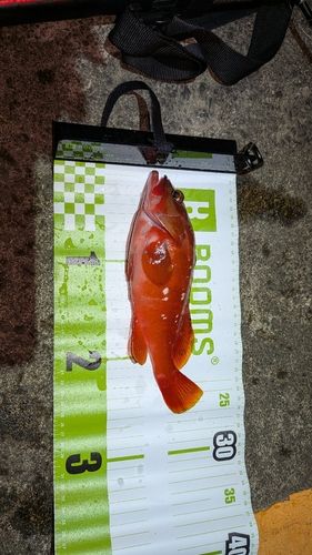 ユカタハタの釣果