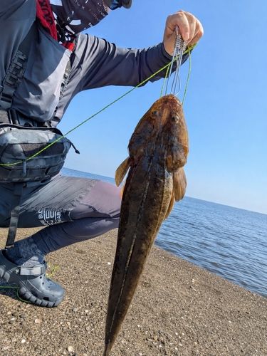 ムネアカクチビの釣果