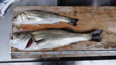 シーバスの釣果