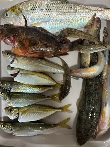 ハゼの釣果