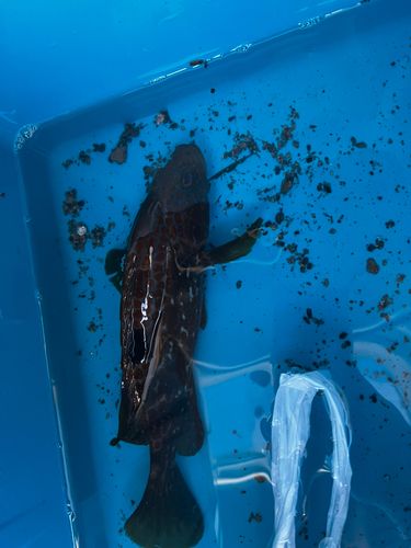 アコウの釣果