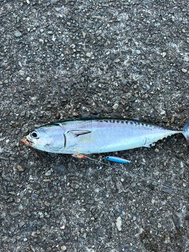 スマガツオの釣果
