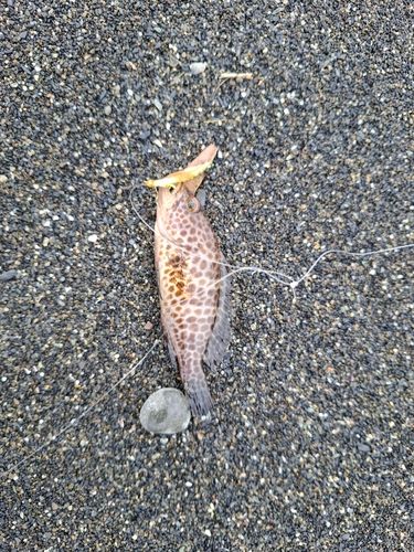 オオモンハタの釣果