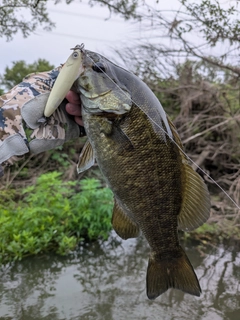スモールマウスバスの釣果