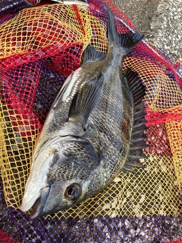 チヌの釣果