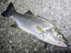 ヒラスズキの釣果