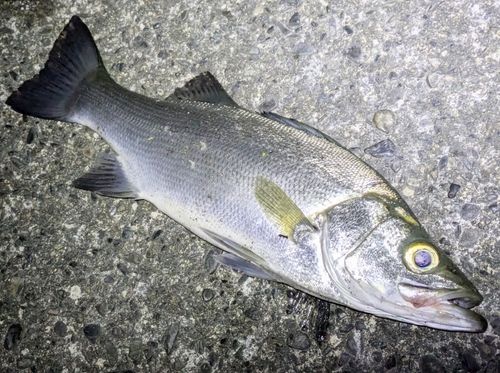 ヒラスズキの釣果