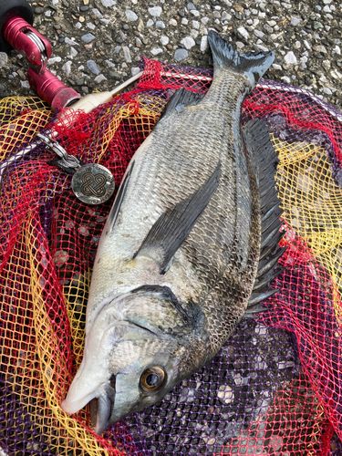チヌの釣果