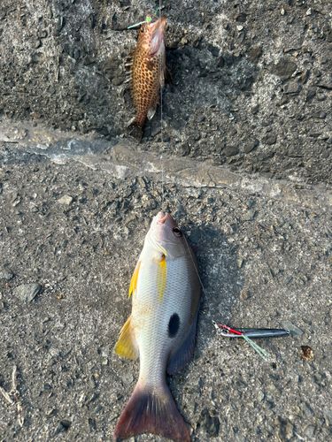 クロホシフエダイの釣果
